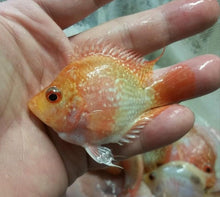 Load image into Gallery viewer, Golden Red Pearl Flowerhorn Parrot Cichlid (Cichlasoma trimaculatum sp)