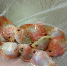 Load image into Gallery viewer, Golden Red Pearl Flowerhorn Parrot Cichlid (Cichlasoma trimaculatum sp)
