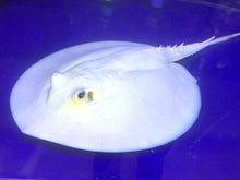 Load image into Gallery viewer, Line Pearl Leucistic Key Freshwater Stingray (Potamotrygon jabuti)