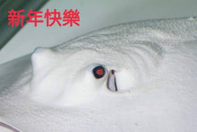 Load image into Gallery viewer, Line Pearl Leucistic Key Freshwater Stingray (Potamotrygon jabuti)