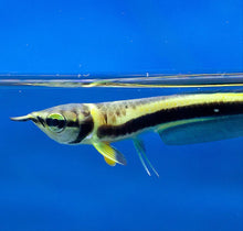 Load image into Gallery viewer, Black Arowana (Osteoglossum Ferreirai)