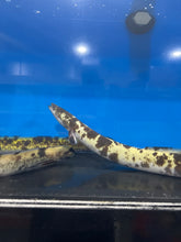 Load image into Gallery viewer, Marbled Luecistic Japanese Eel (Anguilla japonica)