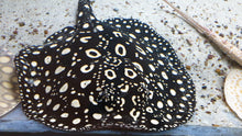 Load image into Gallery viewer, Thousand Island Black Diamond Stingray (Potamotrygon leopoldi)