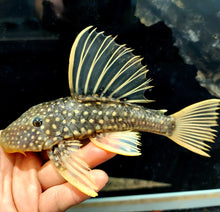 Load image into Gallery viewer, Golden Sailfin Luteus Pleco (Hypostomus luteus)