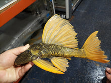 Load image into Gallery viewer, Golden Sailfin Luteus Pleco (Hypostomus luteus)