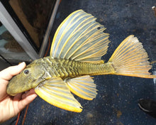 Load image into Gallery viewer, Golden Sailfin Luteus Pleco (Hypostomus luteus)