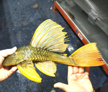 Load image into Gallery viewer, Golden Sailfin Luteus Pleco (Hypostomus luteus)