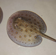 Load image into Gallery viewer, Motoro Stingray (Potamotrygon motoro)