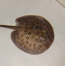 Load image into Gallery viewer, Motoro Stingray (Potamotrygon motoro)
