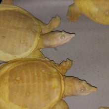 Load image into Gallery viewer, Albino Chinese Softshell Turtle (Pelodiscus sinensis)