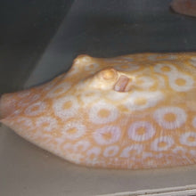 Load image into Gallery viewer, Golden Base Albino Pearl Stingray (Potamotrygon jabuti)