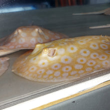 Load image into Gallery viewer, Golden Base Albino Pearl Stingray (Potamotrygon jabuti)