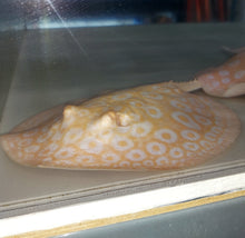 Load image into Gallery viewer, Golden Base Albino Pearl Stingray (Potamotrygon jabuti)