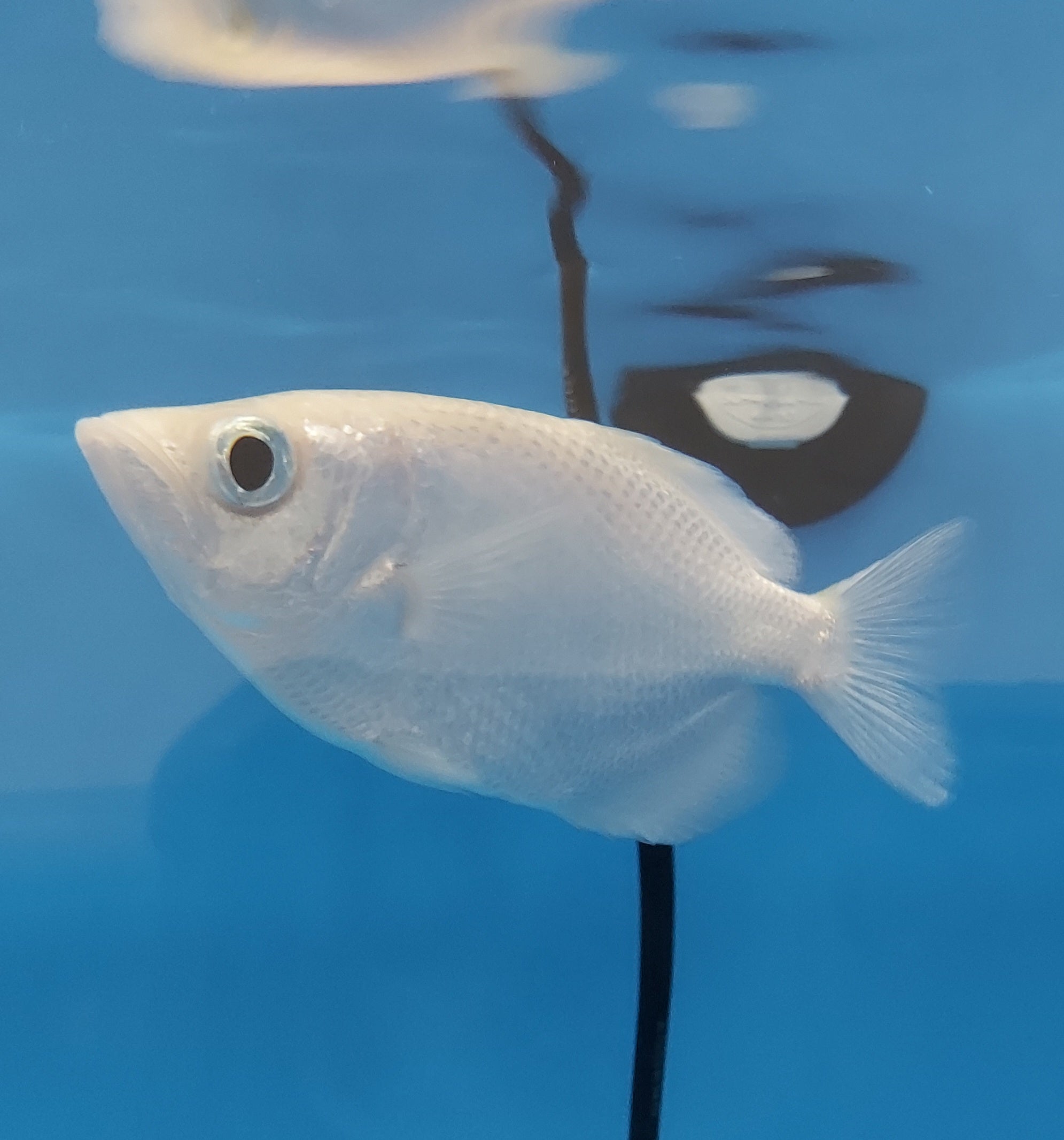 Platinum Banded Archerfish (Toxotes jaculatrix)