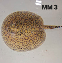 Load image into Gallery viewer, Marbled Motoro Stingray (Potamotrygon motoro)