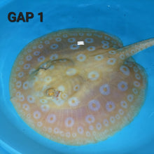 Load image into Gallery viewer, Golden Base Albino Pearl Stingray (Potamotrygon jabuti)