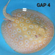 Load image into Gallery viewer, Golden Base Albino Pearl Stingray (Potamotrygon jabuti)