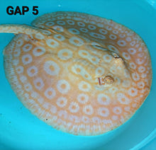 Load image into Gallery viewer, Golden Base Albino Pearl Stingray (Potamotrygon jabuti)
