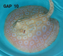 Load image into Gallery viewer, Golden Base Albino Pearl Stingray (Potamotrygon jabuti)