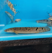Load image into Gallery viewer, Delhezi Bichir (Polypterus delhezi)