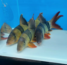 Load image into Gallery viewer, Clown Loach (Chromobotia macracanthus)
