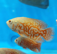 Load image into Gallery viewer, Albino Nemo Red Tiger Oscar Cichlid (Astronotus ocellatus)