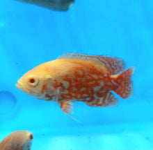 Load image into Gallery viewer, Albino Nemo Red Tiger Oscar Cichlid (Astronotus ocellatus)
