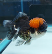 Load image into Gallery viewer, Tri Color Oranda Goldfish (Carassius auratus)