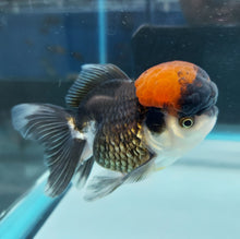 Load image into Gallery viewer, Tri Color Oranda Goldfish (Carassius auratus)