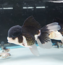 Load image into Gallery viewer, Panda Oranda Goldfish (Carassius auratus)
