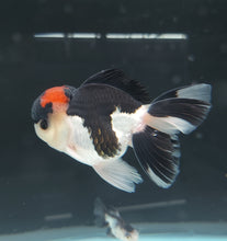 Load image into Gallery viewer, Tri Color Oranda Goldfish (Carassius auratus)