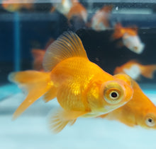 Load image into Gallery viewer, Moor Butterfly Telescope Goldfish (Carassius auratus)
