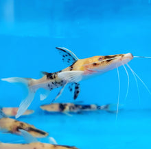 Load image into Gallery viewer, Albino Golden Marble Tiger Shovelnose Catfish (Pseudoplatystoma fasciatum)