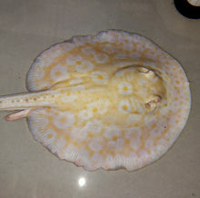 Load image into Gallery viewer, Golden Base Albino Pearl Stingray (Potamotrygon jabuti)
