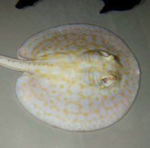 Load image into Gallery viewer, Golden Base Albino Pearl Stingray (Potamotrygon jabuti)