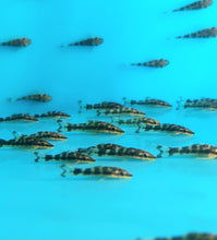 Load image into Gallery viewer, Zebra Otocinclus Catfish (Otocinclus cocama)