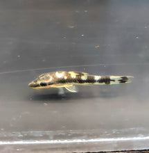 Load image into Gallery viewer, Zebra Otocinclus Catfish (Otocinclus cocama)
