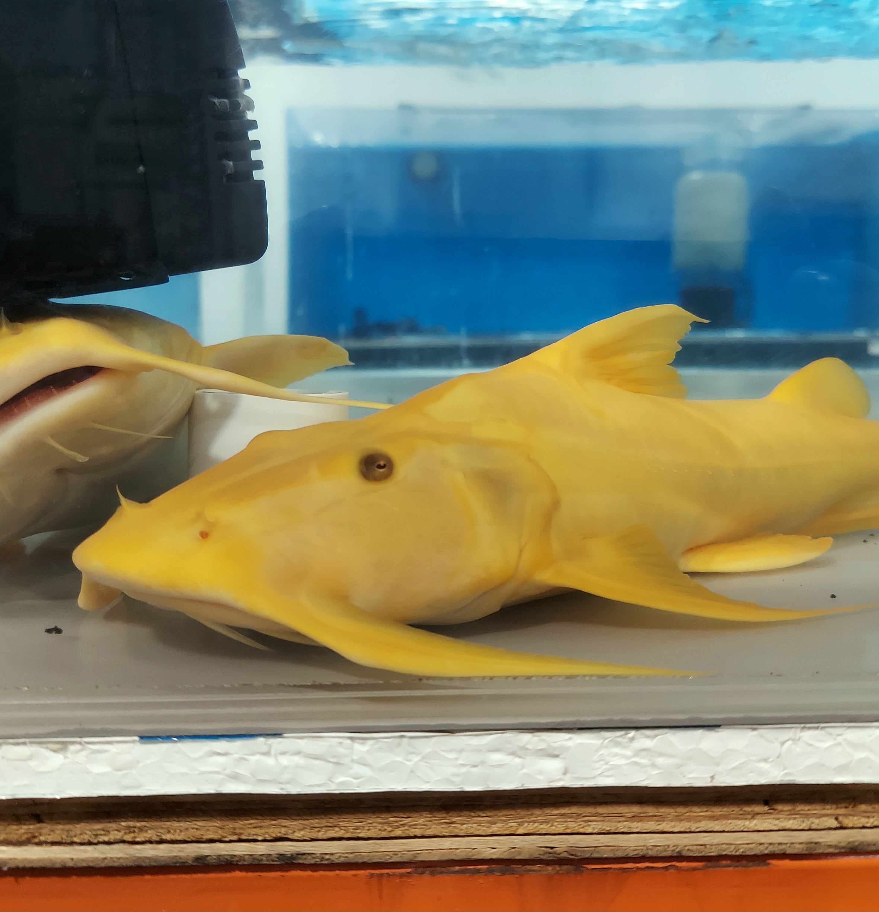 Golden Goonch Catfish (Bagarius yarrelli) – Predatory Fins