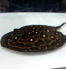 Load image into Gallery viewer, Golden Base Albino Pearl Stingray (Potamotrygon jabuti)