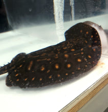 Load image into Gallery viewer, Golden Base Albino Pearl Stingray (Potamotrygon jabuti)