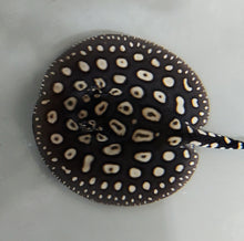Load image into Gallery viewer, Eclipse Black Diamond Stingray (Potamotrygon leopoldi)