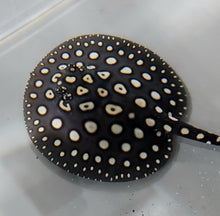 Load image into Gallery viewer, Eclipse Black Diamond Stingray (Potamotrygon leopoldi)