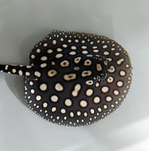 Load image into Gallery viewer, Eclipse Black Diamond Stingray (Potamotrygon leopoldi)