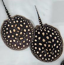 Load image into Gallery viewer, Black Diamond Stingray (Potamotrygon leopoldi)