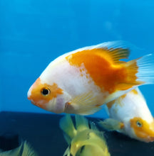 Load image into Gallery viewer, Golden / Yellow and White Parrot Cichlid (Cichlasoma sp)