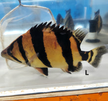 Load image into Gallery viewer, Siamese Tiger Fish (Datnioides pulcher)
