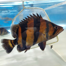 Load image into Gallery viewer, Siamese Tiger Fish (Datnioides pulcher)
