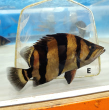 Load image into Gallery viewer, Siamese Tiger Fish (Datnioides pulcher)
