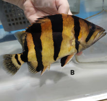 Load image into Gallery viewer, Siamese Tiger Fish (Datnioides pulcher)
