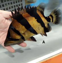 Load image into Gallery viewer, Siamese Tiger Fish (Datnioides pulcher)
